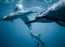 开云网址-2021世俱杯日本上演 不代表新版世俱杯离开中国